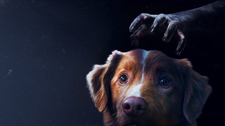 Zobacz Good boy Online na Vider